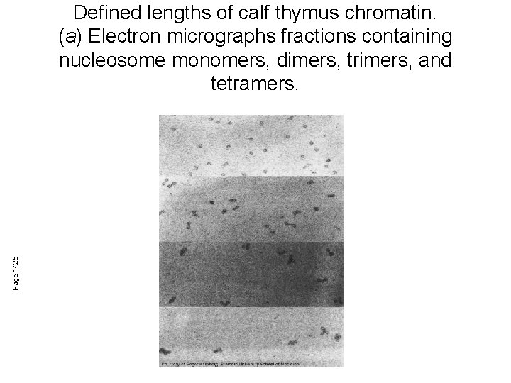 Page 1425 Defined lengths of calf thymus chromatin. (a) Electron micrographs fractions containing nucleosome