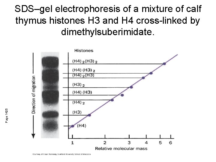 Page 1425 SDS–gel electrophoresis of a mixture of calf thymus histones H 3 and