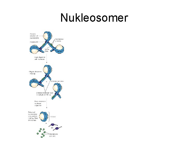 Nukleosomer 