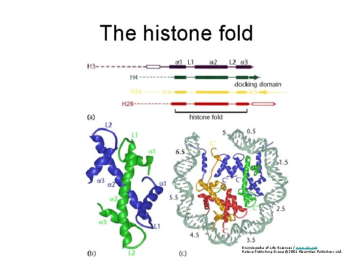 The histone fold Encyclopedia of Life Sciences / www. els. net Nature Publishing Group