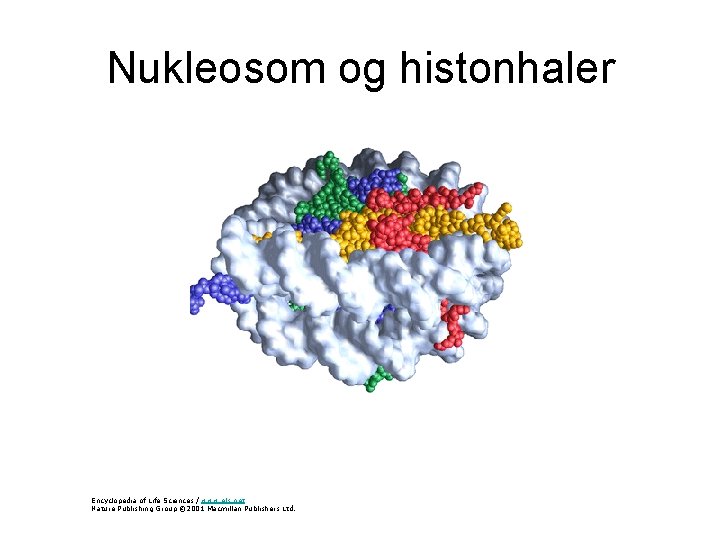 Nukleosom og histonhaler Encyclopedia of Life Sciences / www. els. net Nature Publishing Group