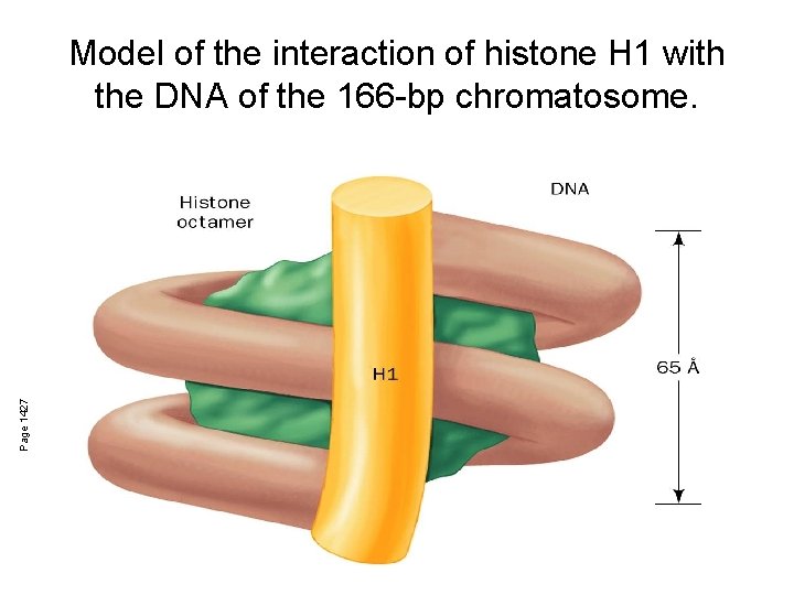 Page 1427 Model of the interaction of histone H 1 with the DNA of