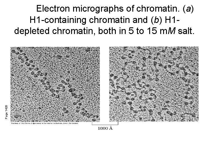 Page 1428 Electron micrographs of chromatin. (a) H 1 -containing chromatin and (b) H