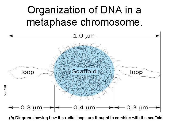 Page 1431 Organization of DNA in a metaphase chromosome. (b) Diagram showing how the
