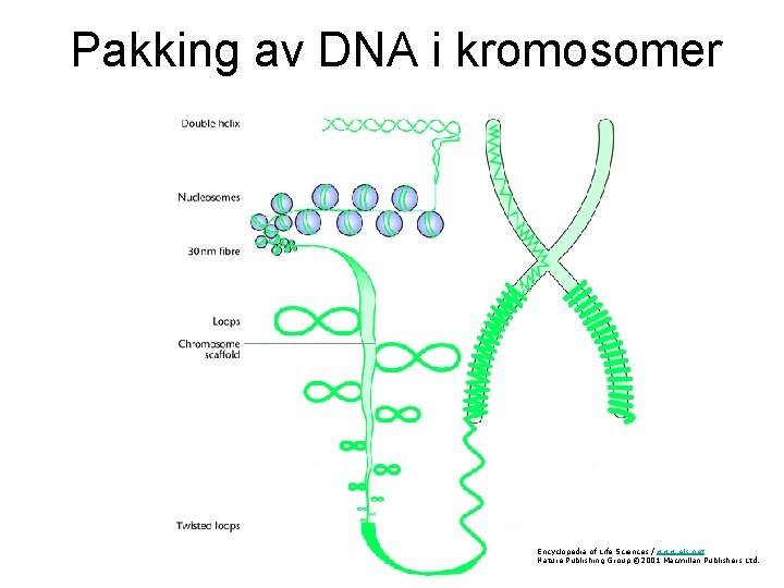 Pakking av DNA i kromosomer Encyclopedia of Life Sciences / www. els. net Nature