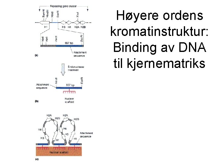 Høyere ordens kromatinstruktur: Binding av DNA til kjernematriks 