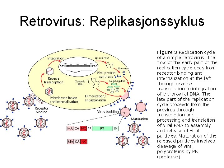 Retrovirus: Replikasjonssyklus Figure 2 Replication cycle of a simple retrovirus. The flow of the