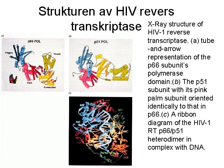 Strukturen av HIV revers structure of transkriptase X-Ray HIV-1 reverse transcriptase. (a) tube -and-arrow
