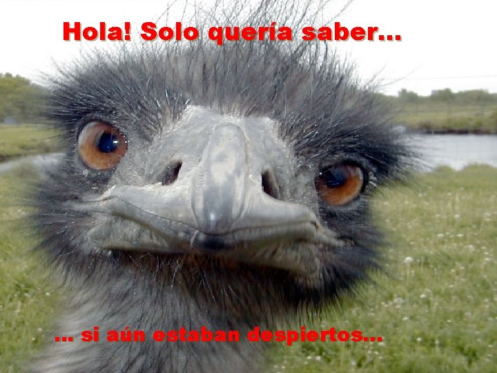 Hola! Solo quería saber. . . si aún estaban despiertos. . . 
