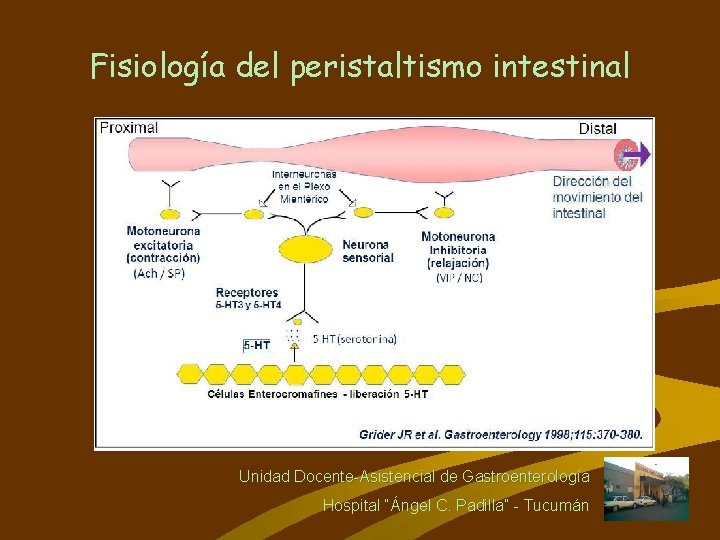 Fisiología del peristaltismo intestinal Unidad Docente-Asistencial de Gastroenterología Hospital “Ángel C. Padilla” - Tucumán
