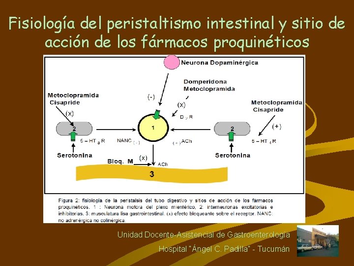 Fisiología del peristaltismo intestinal y sitio de acción de los fármacos proquinéticos Unidad Docente-Asistencial