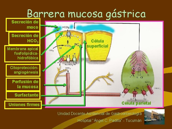 Barrera mucosa gástrica Secreción de moco Secreción de HCO 3 Membrana apical fosfolipídicahidrofóbica Célula