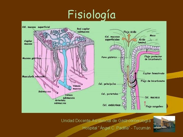 Fisiología Unidad Docente-Asistencial de Gastroenterología Hospital “Ángel C. Padilla” - Tucumán 