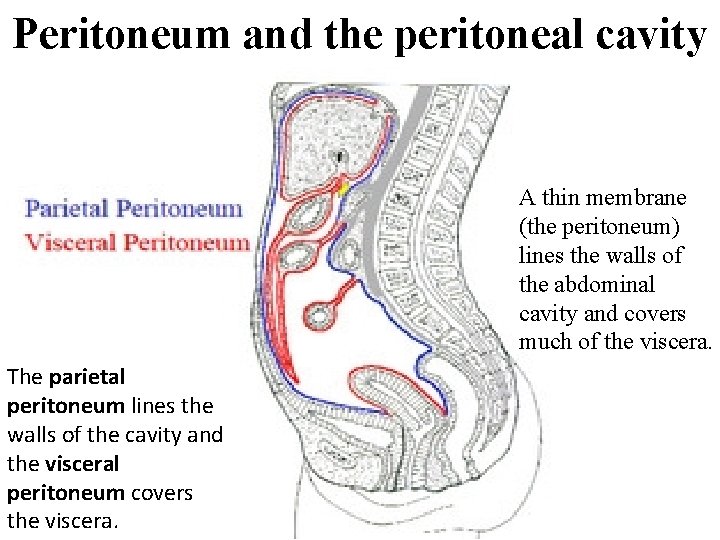 Peritoneum and the peritoneal cavity A thin membrane (the peritoneum) lines the walls of