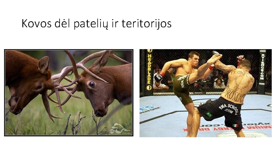 Kovos dėl patelių ir teritorijos 