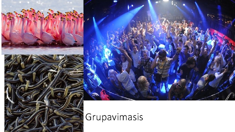 Grupavimasis 