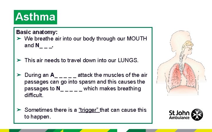 Asthma Basic anatomy: ➤ We breathe air into our body through our MOUTH and