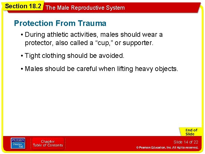 Section 18. 2 The Male Reproductive System Protection From Trauma • During athletic activities,