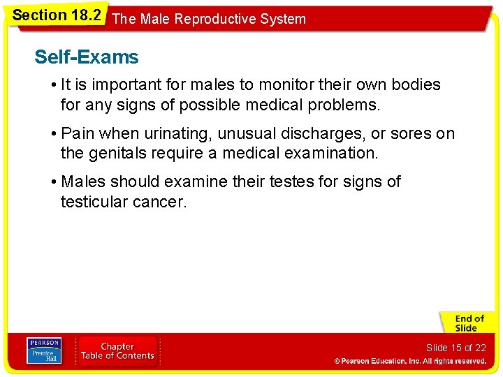Section 18. 2 The Male Reproductive System Self-Exams • It is important for males
