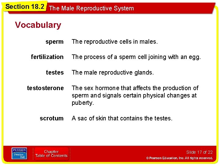 Section 18. 2 The Male Reproductive System Vocabulary sperm fertilization testes testosterone scrotum The
