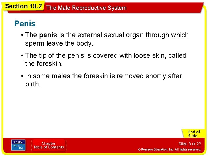 Section 18. 2 The Male Reproductive System Penis • The penis is the external