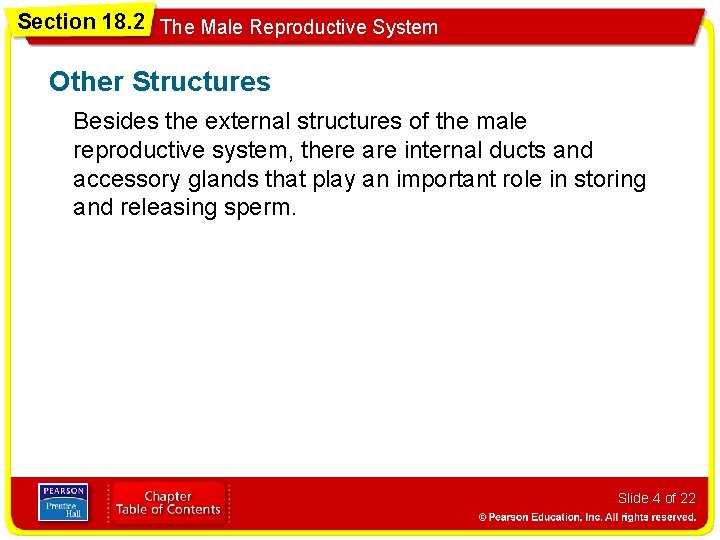 Section 18. 2 The Male Reproductive System Other Structures Besides the external structures of