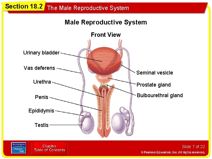 Section 18. 2 The Male Reproductive System Front View Urinary bladder Vas deferens Urethra