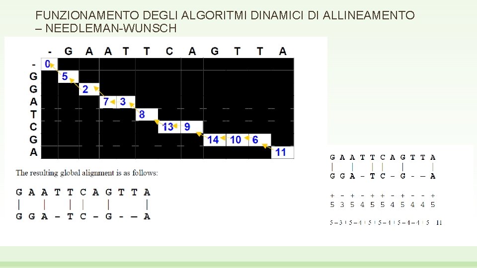 FUNZIONAMENTO DEGLI ALGORITMI DINAMICI DI ALLINEAMENTO – NEEDLEMAN-WUNSCH 