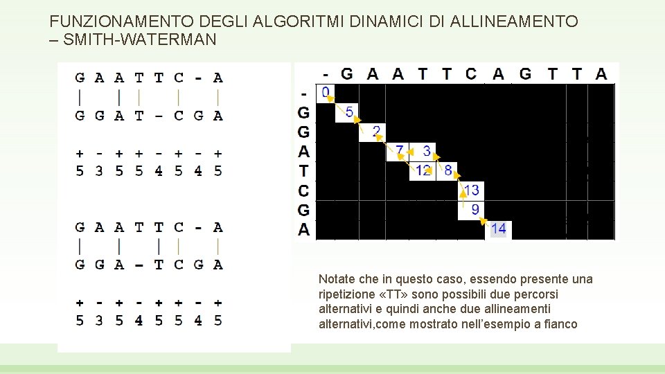 FUNZIONAMENTO DEGLI ALGORITMI DINAMICI DI ALLINEAMENTO – SMITH-WATERMAN Notate che in questo caso, essendo