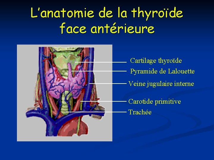 L’anatomie de la thyroïde face antérieure Cartilage thyroïde Pyramide de Lalouette Veine jugulaire interne