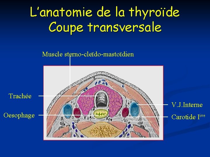 L’anatomie de la thyroïde Coupe transversale Muscle sterno-cleïdo-mastoïdien Trachée V. J. Interne Oesophage Carotide