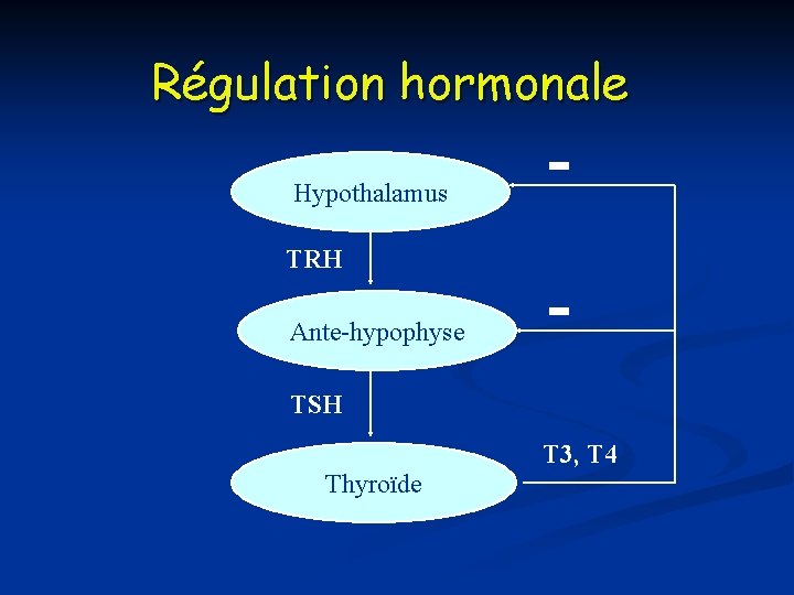 Régulation hormonale Hypothalamus TRH Ante-hypophyse TSH T 3, T 4 Thyroïde 