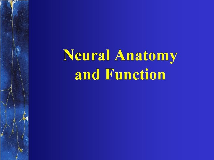 Neural Anatomy and Function 