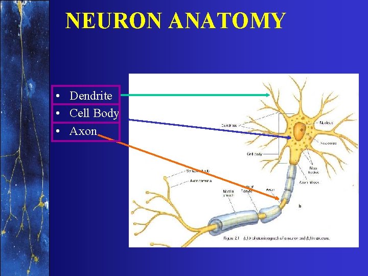 NEURON ANATOMY • Dendrite • Cell Body • Axon 