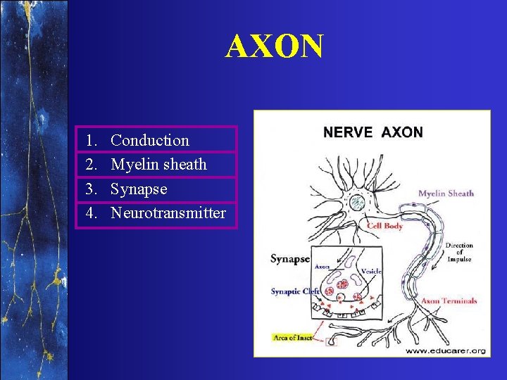 AXON 1. 2. 3. 4. Conduction Myelin sheath Synapse Neurotransmitter 