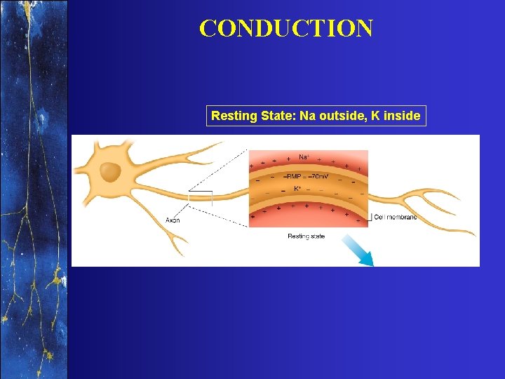 CONDUCTION Resting State: Na outside, K inside 