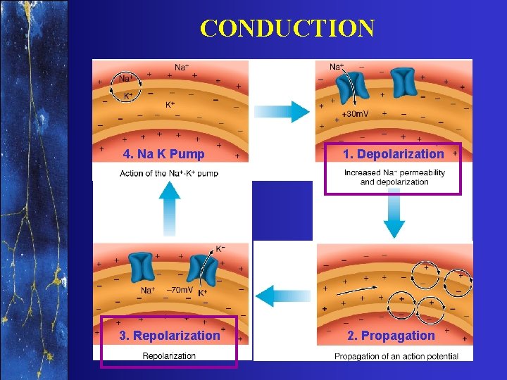 CONDUCTION 4. Na K Pump 3. Repolarization 1. Depolarization 2. Propagation 