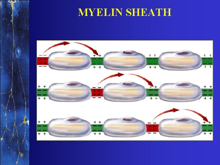 MYELIN SHEATH 