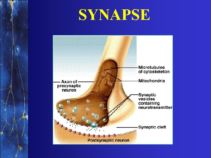 SYNAPSE 