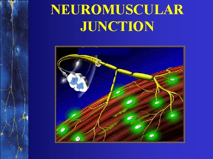 NEUROMUSCULAR JUNCTION 