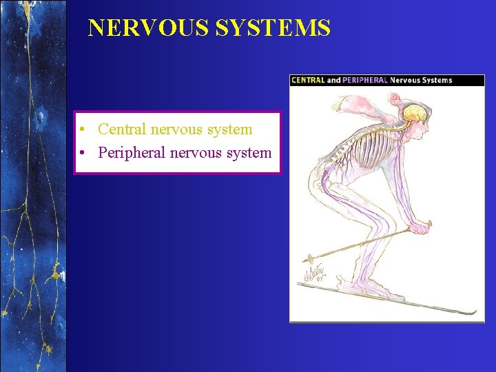 NERVOUS SYSTEMS • Central nervous system • Peripheral nervous system 