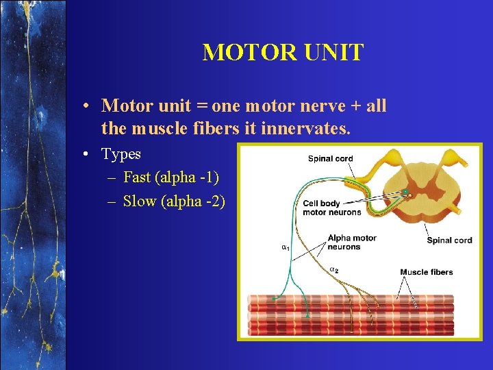 MOTOR UNIT • Motor unit = one motor nerve + all the muscle fibers