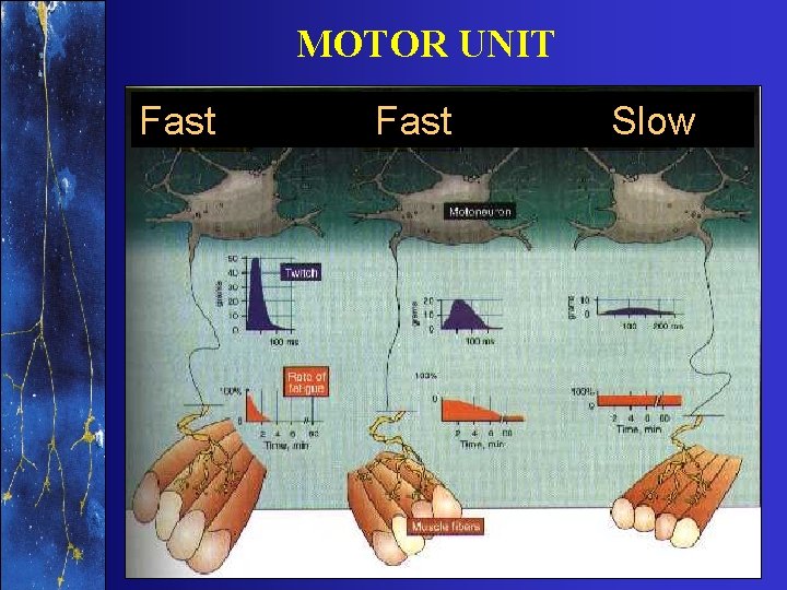 MOTOR UNIT Fast Slow 