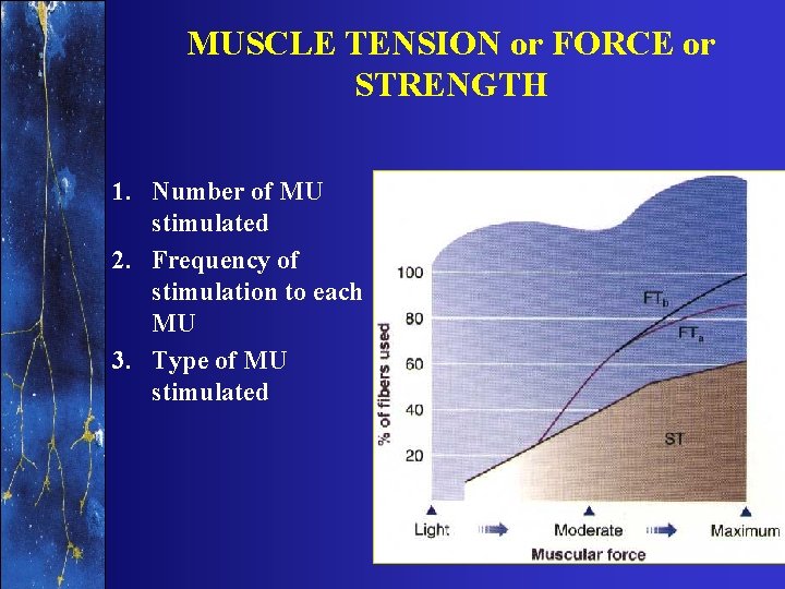MUSCLE TENSION or FORCE or STRENGTH 1. Number of MU stimulated 2. Frequency of