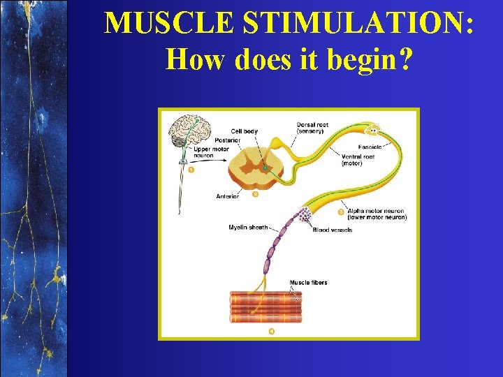 MUSCLE STIMULATION: How does it begin? 