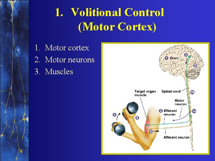 1. Volitional Control (Motor Cortex) 1. Motor cortex 2. Motor neurons 3. Muscles 