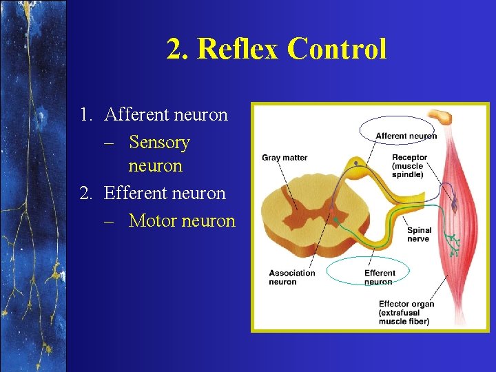 2. Reflex Control 1. Afferent neuron – Sensory neuron 2. Efferent neuron – Motor