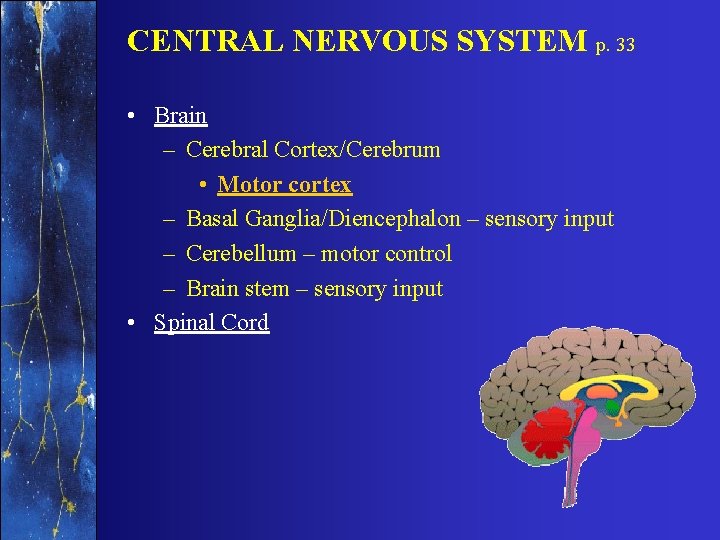 CENTRAL NERVOUS SYSTEM p. 33 • Brain – Cerebral Cortex/Cerebrum • Motor cortex –