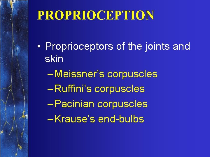 PROPRIOCEPTION • Proprioceptors of the joints and skin – Meissner’s corpuscles – Ruffini’s corpuscles