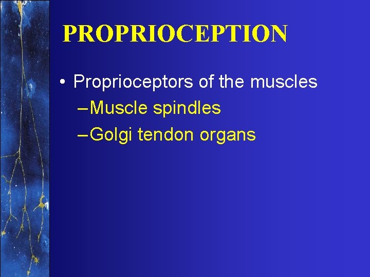 PROPRIOCEPTION • Proprioceptors of the muscles – Muscle spindles – Golgi tendon organs 